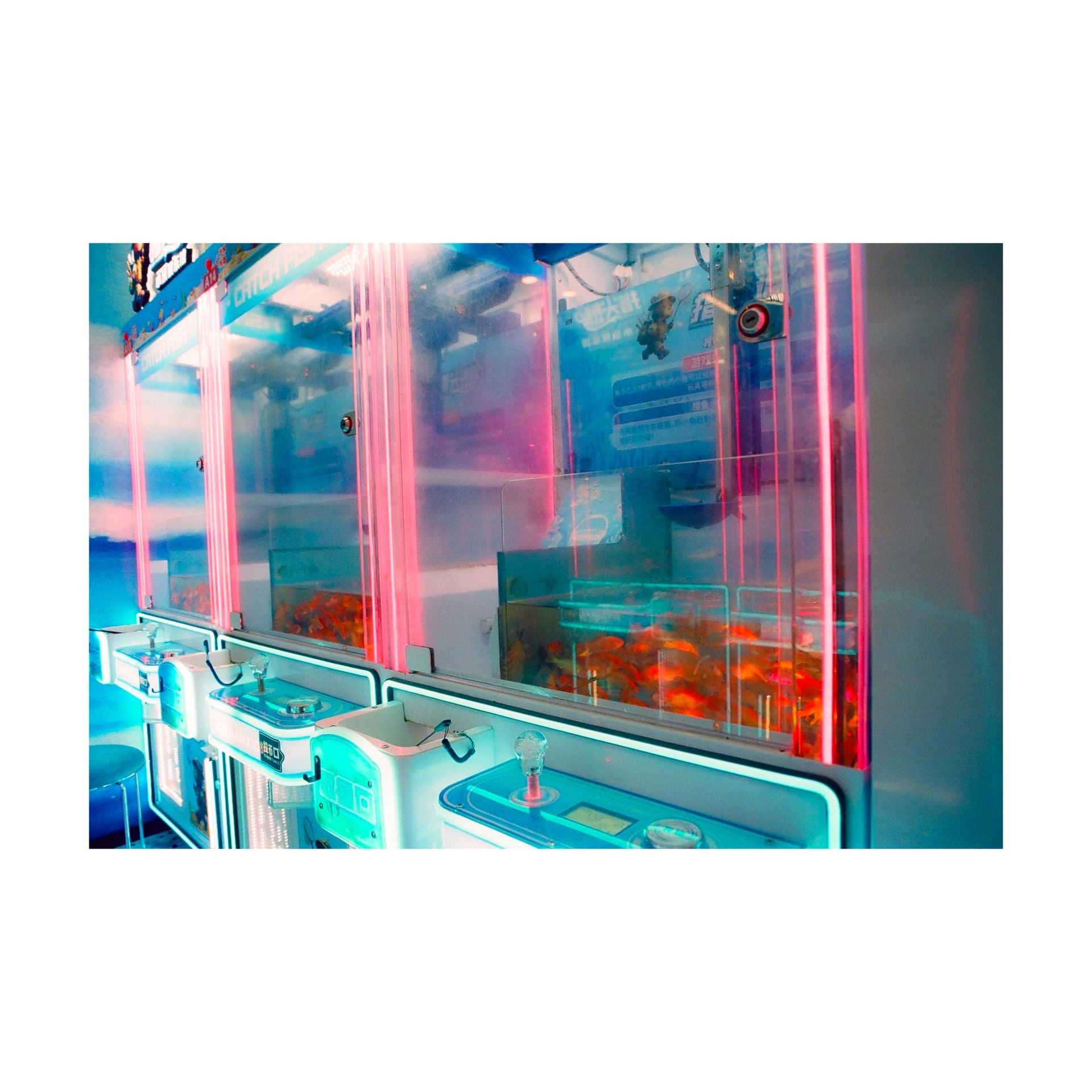 Fish in illuminated tanks in a shopfront