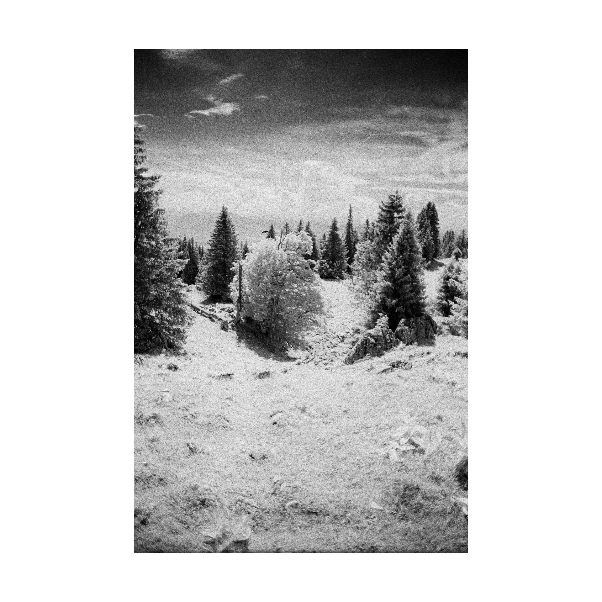 Pale trees among dark conifers in an infrared photograph
